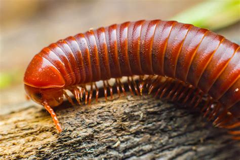  Diplopoda: ¿Por qué son los Desmognathinae tan increíbles en la biodiversidad de los bosques?