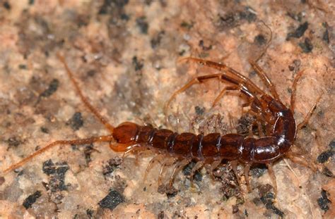 Freswater Centipede: A Curious Creature That Crawls Under Rocks While Secretly Dreaming of Underwater Adventures!