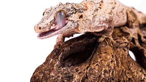  Tenebrio: ¿Un insecto que puede ayudarte a criar a tus mascotas reptilianas?