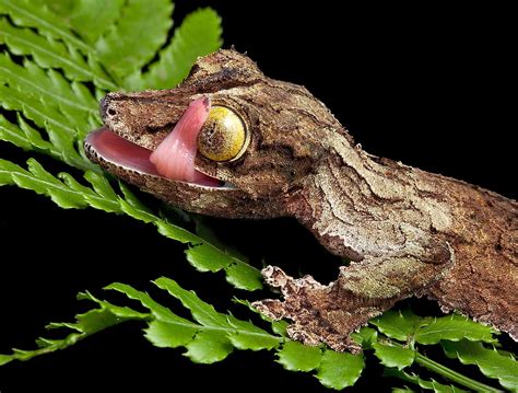  Xerodesmus! ¿Un Diplopodo Maestro de la Escondite y el Camuflaje?