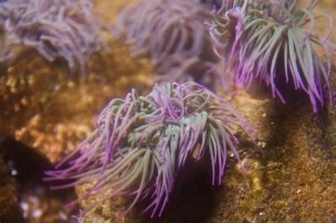  Anemonas: ¡Incrustadas en el fondo marino, estas criaturas radiales te sorprenderán con su belleza venenosa!