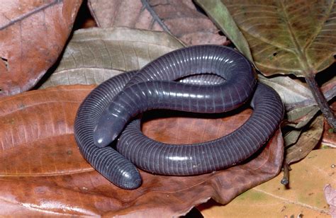 Caecilian: Un Anfibio Inusual Con Una Piel Increíblemente Lisa y una Vida Enteramente Soterrada!