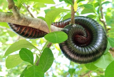  Congo Millipede: Unveiling the Enigmatic Charms of This Many-Legged Marvel That Moves Through the Forest Floor Like a Slow-Motion Wave!