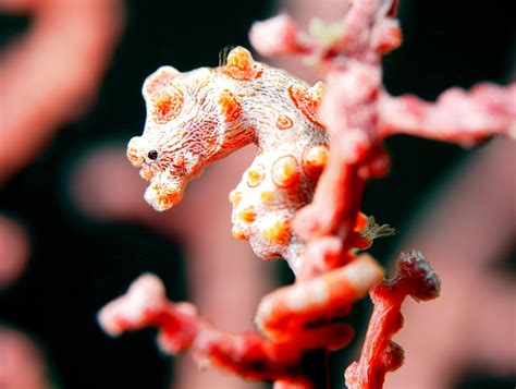  Eyephoro: Una mirada microscópica a este maestro del camuflaje acuático! 