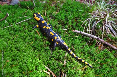  ¡Salamandra de Fuego! Un Anfibio Que Resplandece con Colores Vivos y Se Desliza Sin Problemas Entre Rocas