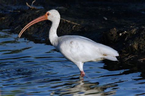  ¡Ibis! Una ave de plumaje blanco que se destacada por su pico largo y curvado