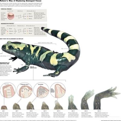  La Salamandra: ¡Un campeón de la regeneración que desafía las convenciones de la naturaleza!