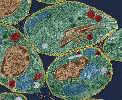  Leucocytozoon! Un Parásito Intringante que Manipula el Comportamiento de sus Huéspedes