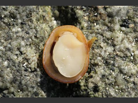 Limpet: A Marine Snail That Sticks Around (And Doesn't Budge) 