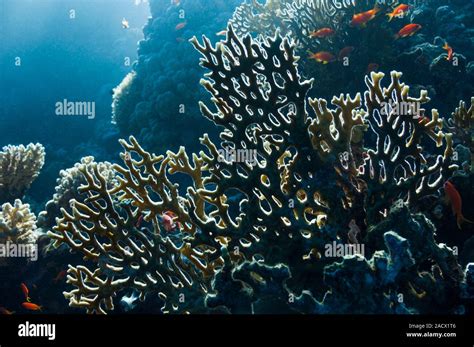  Millepora! ¡Los Corales Que No Son Corales Y Que Pueden Causar Picaduras De Quemante Dolor!