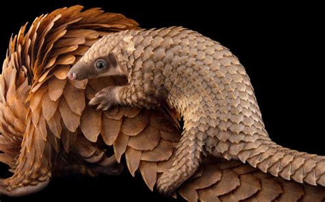  Pangolín: ¿Un mamífero escamoso que parece una combinación peculiar de armadillo y lagarto?