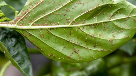 Pulgón: ¡Descubre las sorprendentes habilidades de este pequeño gigante del mundo vegetal!