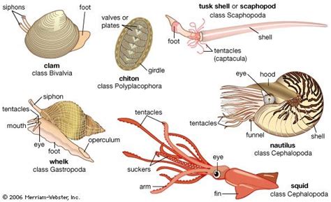  Tubulinea: ¿Un molusco unicelular con tentáculos invisibles?