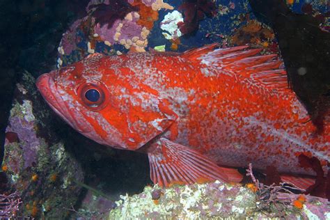  Vermilion Rockfish: ¿Un Maestro del Camuflaje Submarino o el Rey de la Noche Profunda?