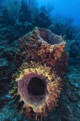  Yellow Barrel Sponge! A Marvel of Nature Hiding Deep Within Coral Reef Ecosystems