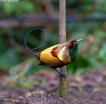  Yunque: ¡Descubre el Ave del Paraíso con una Plumaje Iridiscente que Encanta y Cautiva!