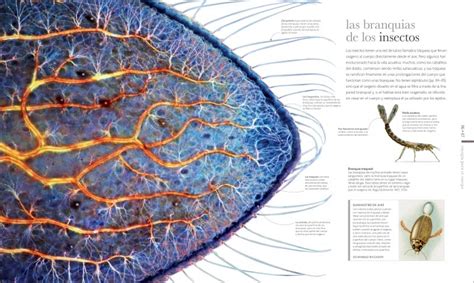  Zoöplankton: ¡Descubriendo las maravillas de la vida microscópica en el océano!